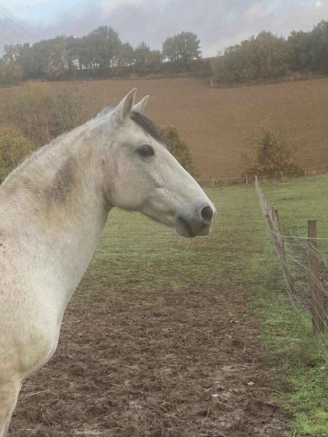 Chez Sophie - Gite Et Gite Equestre Clermont-Dessous المظهر الخارجي الصورة